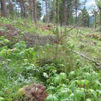 6c Engfuruskog_Lauvåshaugen nord Kvamsfjellet_Nord-Fron_070810_YNR