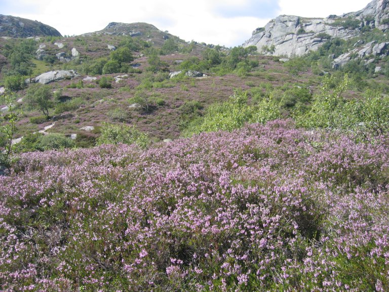 2f Alpin røsslynghei2_7062 Kvifjorden_Bygland_030806_ANB.JPG