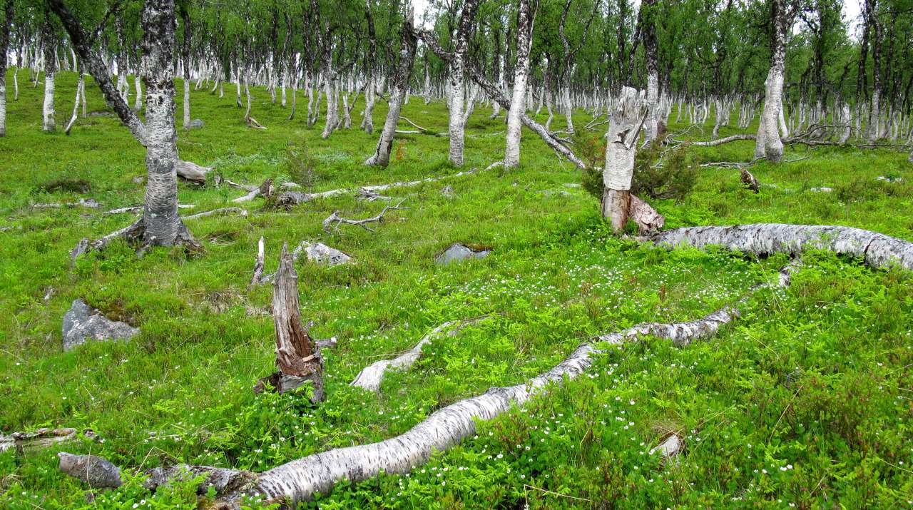 4b Blåbærbjørkeskog gammalskog_under Blombakklia - Svartfjell_Lenvik_080710_PKB