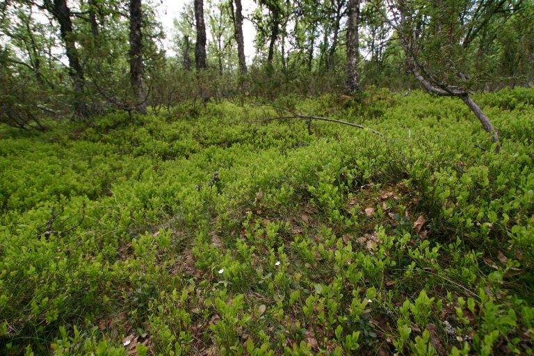 4b Blåbærbjørkeskog2_Hovdenget Gammeldalen_Tynset_210607_YNR.JPG