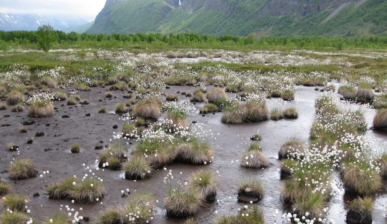 9d Blautmyr_Kvalvik_Lyngen_250609_LAL