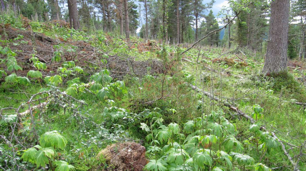 6c Engfuruskog_Lauvåshaugen nord Kvamsfjellet_Nord-Fron_070810_YNR