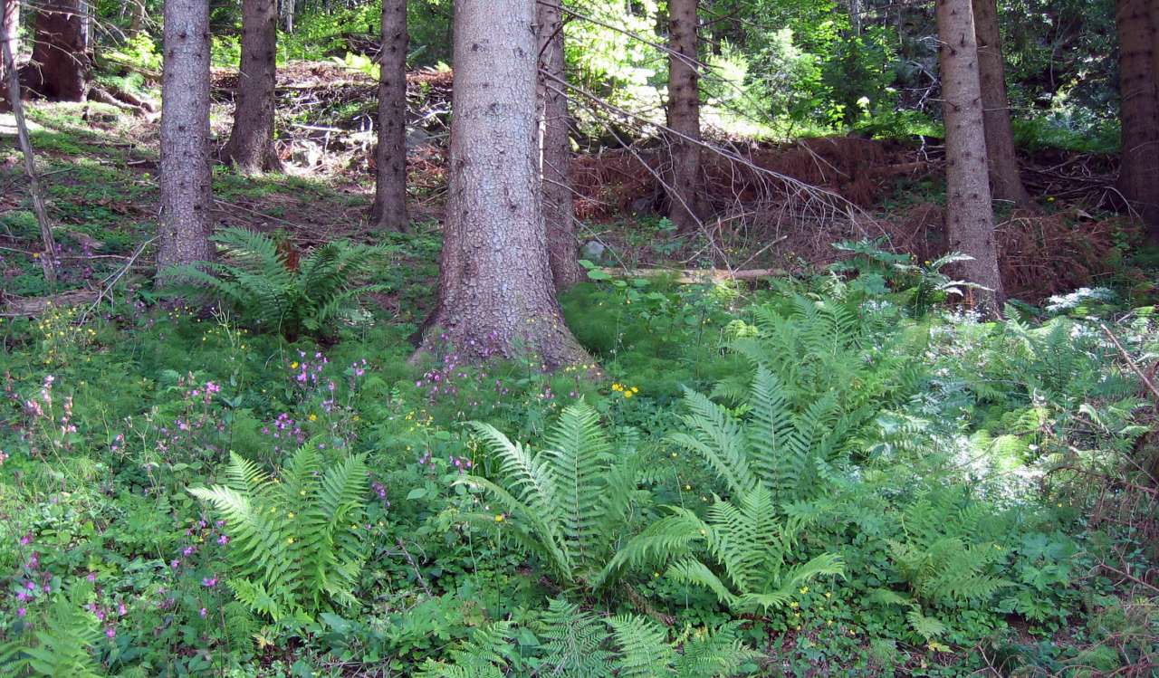 7c Enggranskog B1 frodig lågurtskog_1304 Nesgrenda_Tvedestrand_07142006_JOH