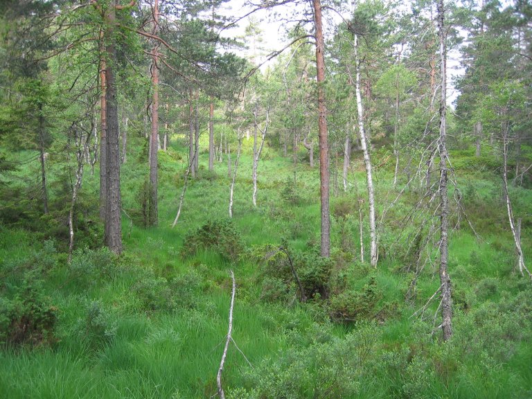 8c Fattig sumpskog K1_1204 Sparsås_Froland_07072006_JOH.JPG