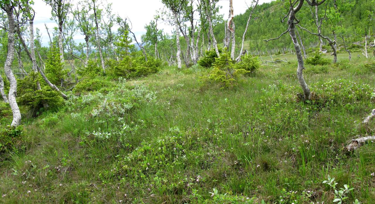 8c Fattig sumpskog bjørk gran_under Blombakklia Svartfjell_Lenvik_080710_PKB