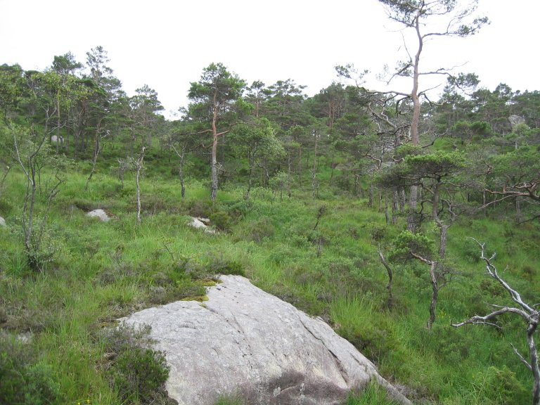 8a Fuktskog_311 Smidjefjellet_Sveio_19072007_JOH.JPG