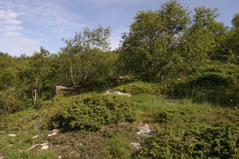 4d Kalkbjørkeskog_nær Halshøggneset Åkerøya_Harstad_300606_PKB.JPG