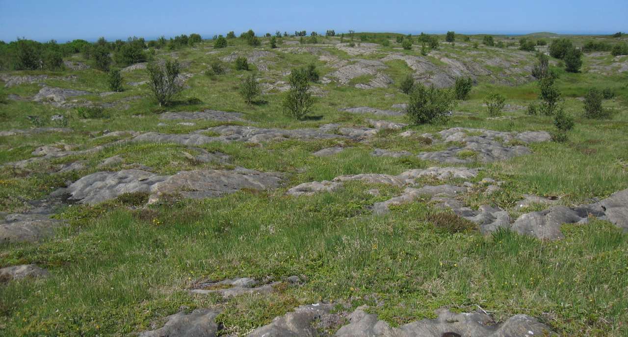 3agk Lågurteng låglandsutf grasrik kalkspatmarmor_Viksåsen_Vega_020703_MIA