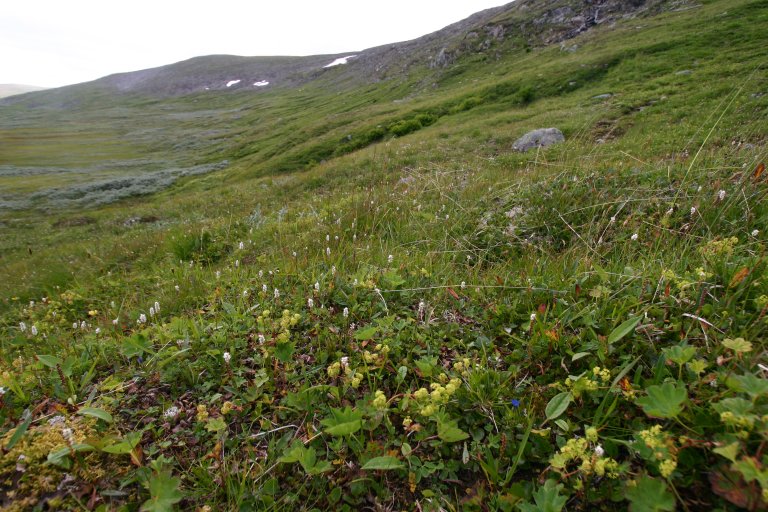 3a Lågurteng5_Gardådalen vestside Kjurrudalen_Os_080807_YNR.JPG