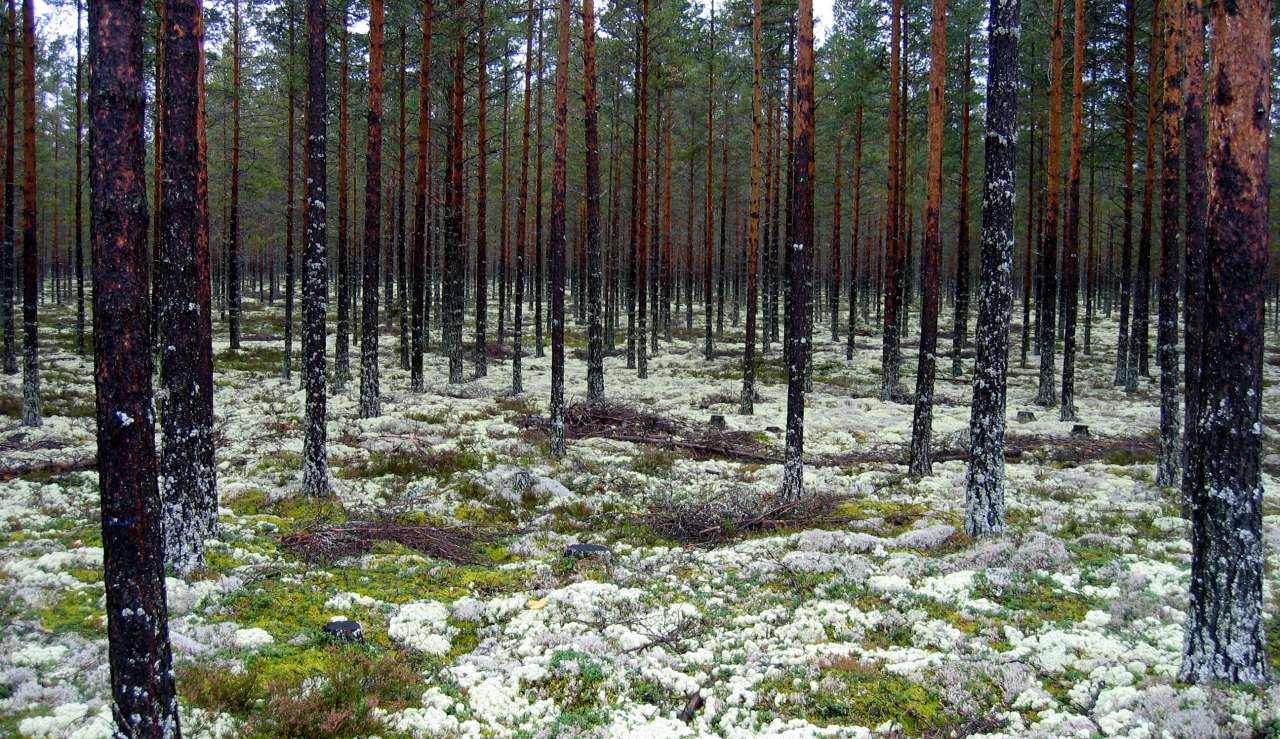 6a lav- og lyngrik furuskog, svært lavrik 2 _Åmot_03092009_JOH