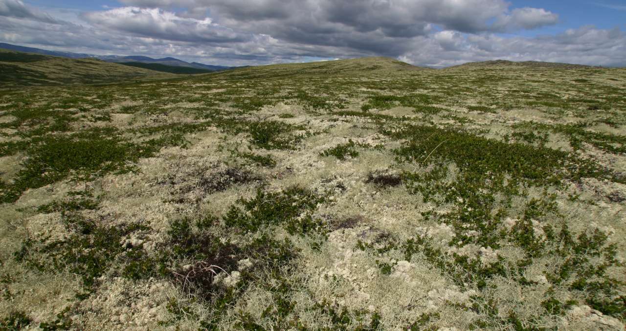 2c Lavhei6_Vordengvorda Høstdalen_Alvdal_050710_YNR