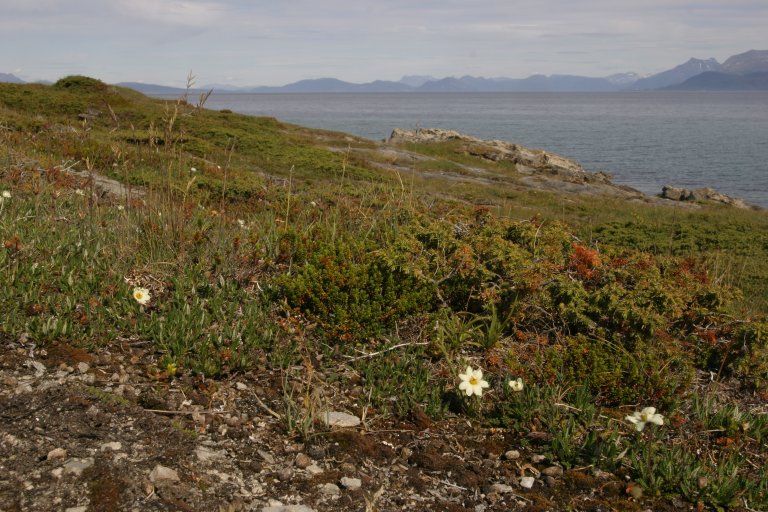 2d Reinrosehei strandberg kyst 2_Nesset Åkerøya_Harstad_300606_PKB.JPG