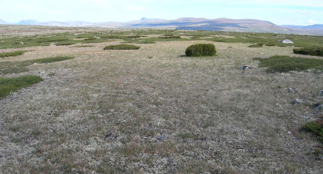 2b Tørrgrashei sausvingel stivstorr2_Under Gråhøgda Spekedalen_Rendalen_290606_YNR