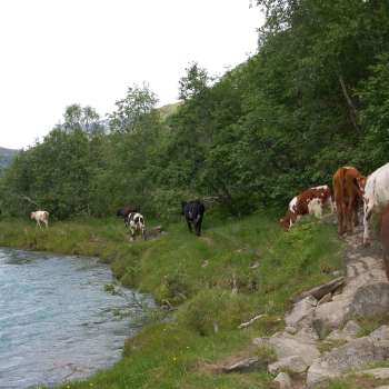 Buføringsveier2_Bolette