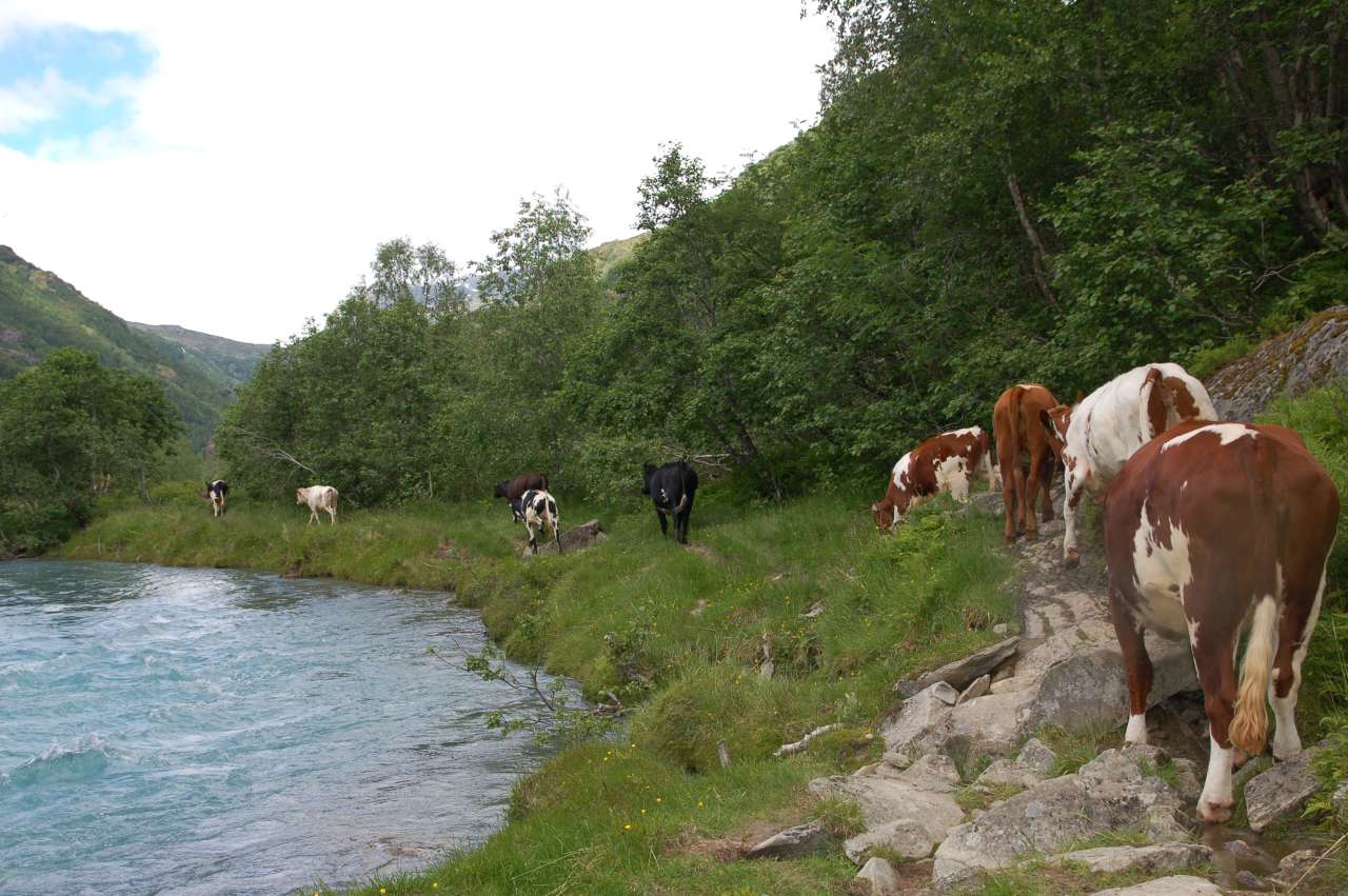 Buføringsveier2_Bolette