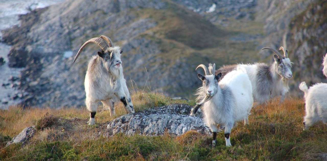 Bilde 17 fra Sansdøya foto Brit Hareid til nettside