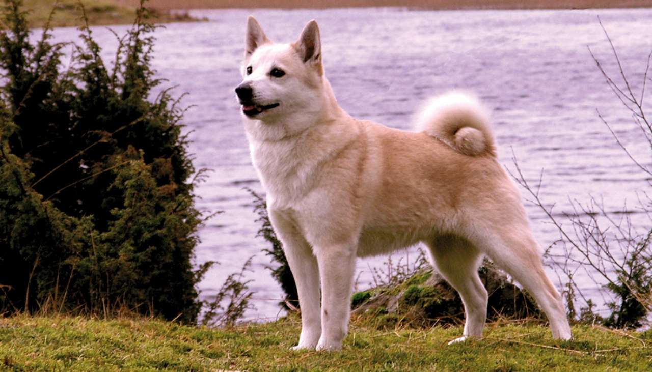 Norsk Buhund Nibio