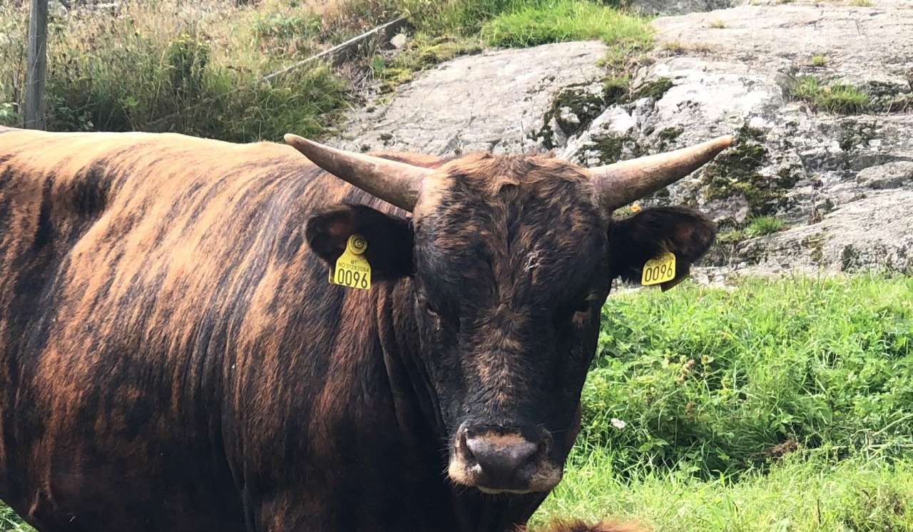 Dølafe