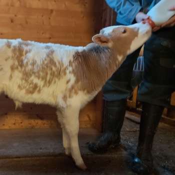 VFF-oksen 46047 Kveik som kalv - Foto Jan Erik Kjær
