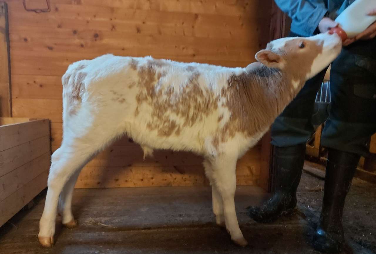 VFF-oksen 46047 Kveik som kalv - Foto Jan Erik Kjær