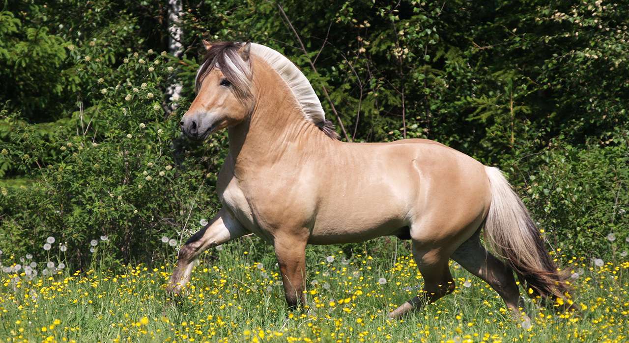 IMG_2137-hest