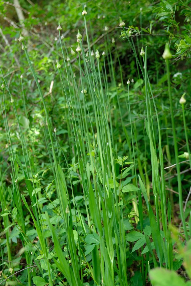 Allium_scorodoprasum_Bendelløk_Færder_Norsk_genressurssenter.JPG