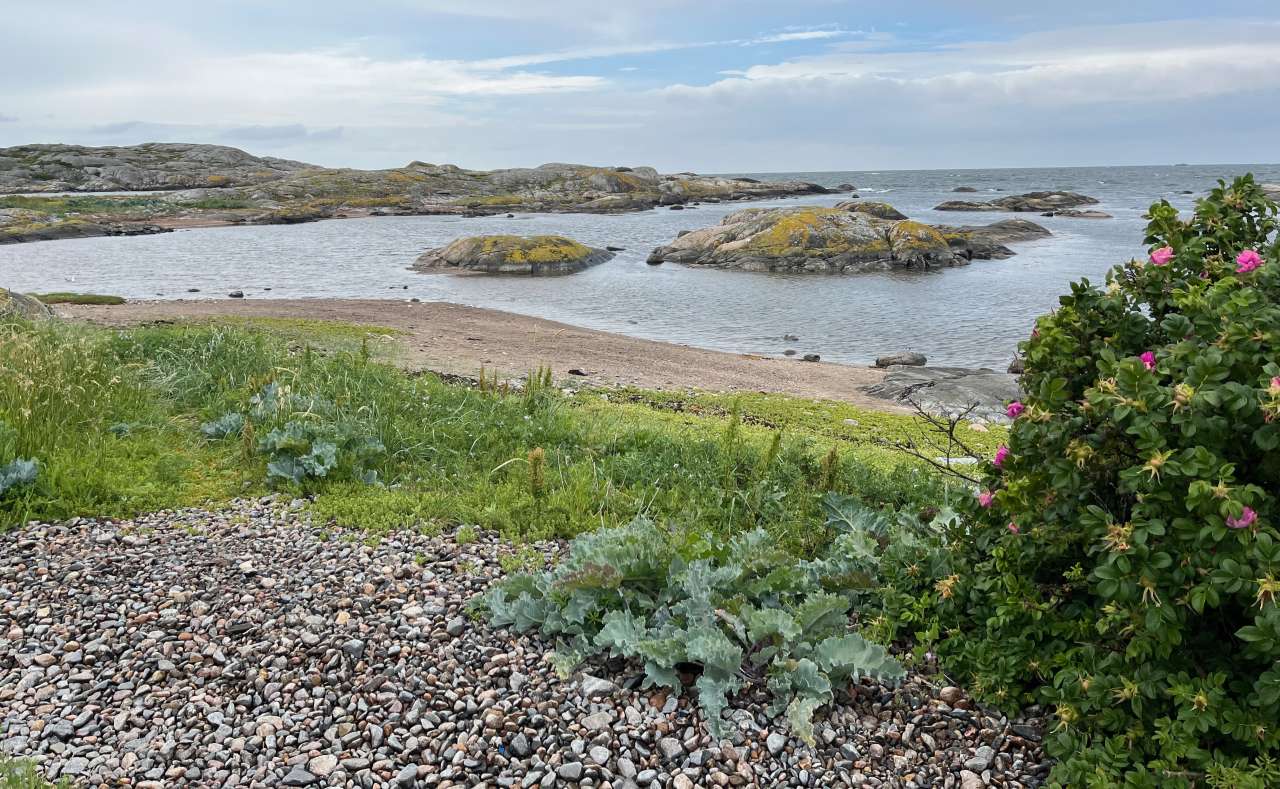 Strandkål i naturlig habitat.