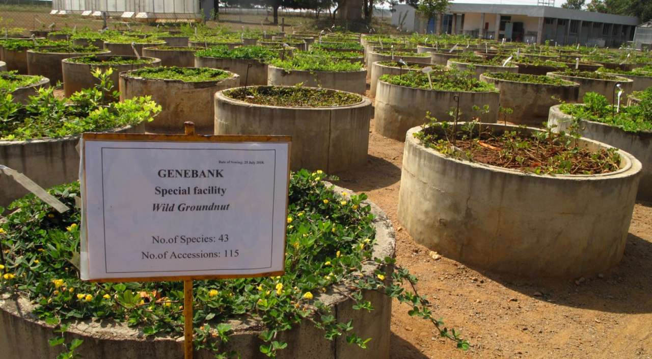 Genbank for vill peanøtt. ICRISAT, India.