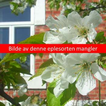 Stedfortreder_Åsmund-Asdal