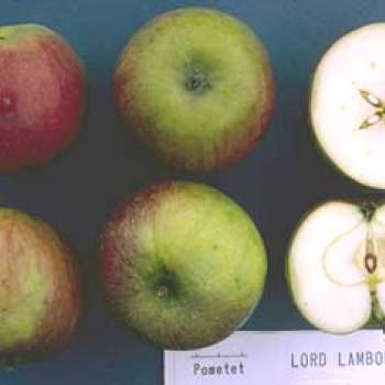 Lord-Lambourne_Knut-Sakshaug