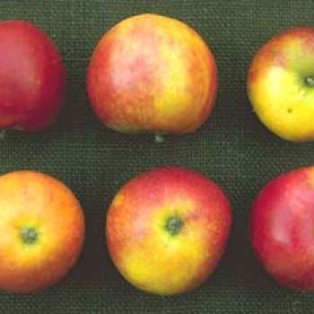 Worcester-Pearmain_Knut-Sakshaug