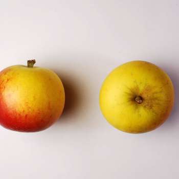 Cox's-Orange_Ove-Hetland