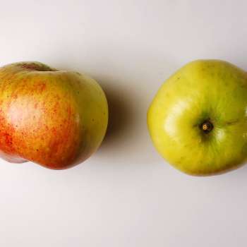 Bramley's-Seedling_Ove-Hetland