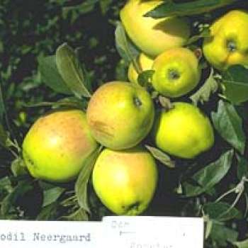 Bodil-Nergaard_Knut-Sakshaug
