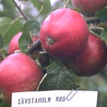 Sävstaholm-Raud_P.-J.-Bergius