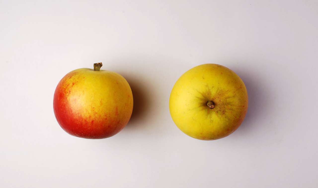 Cox's-Orange_Ove-Hetland