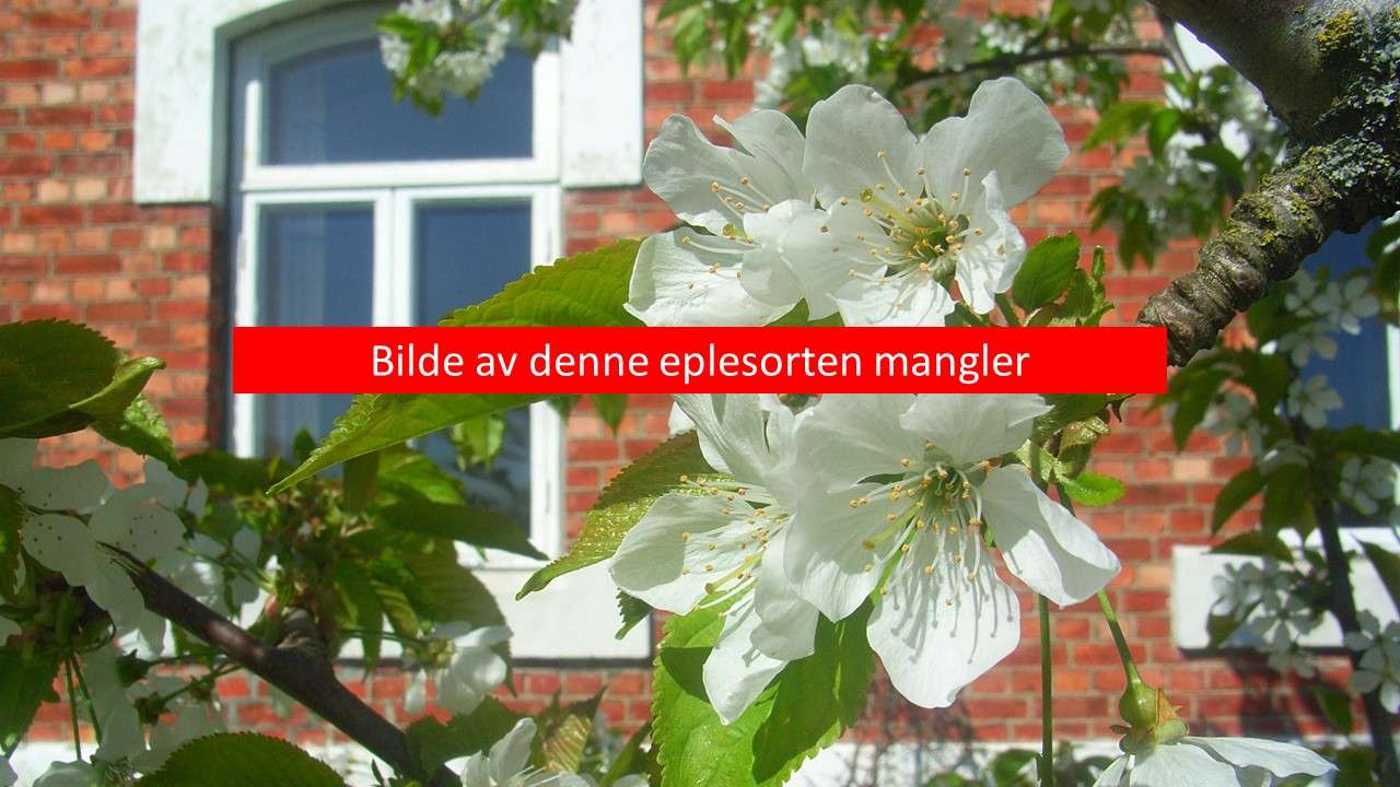 Stedfortreder_Åsmund-Asdal