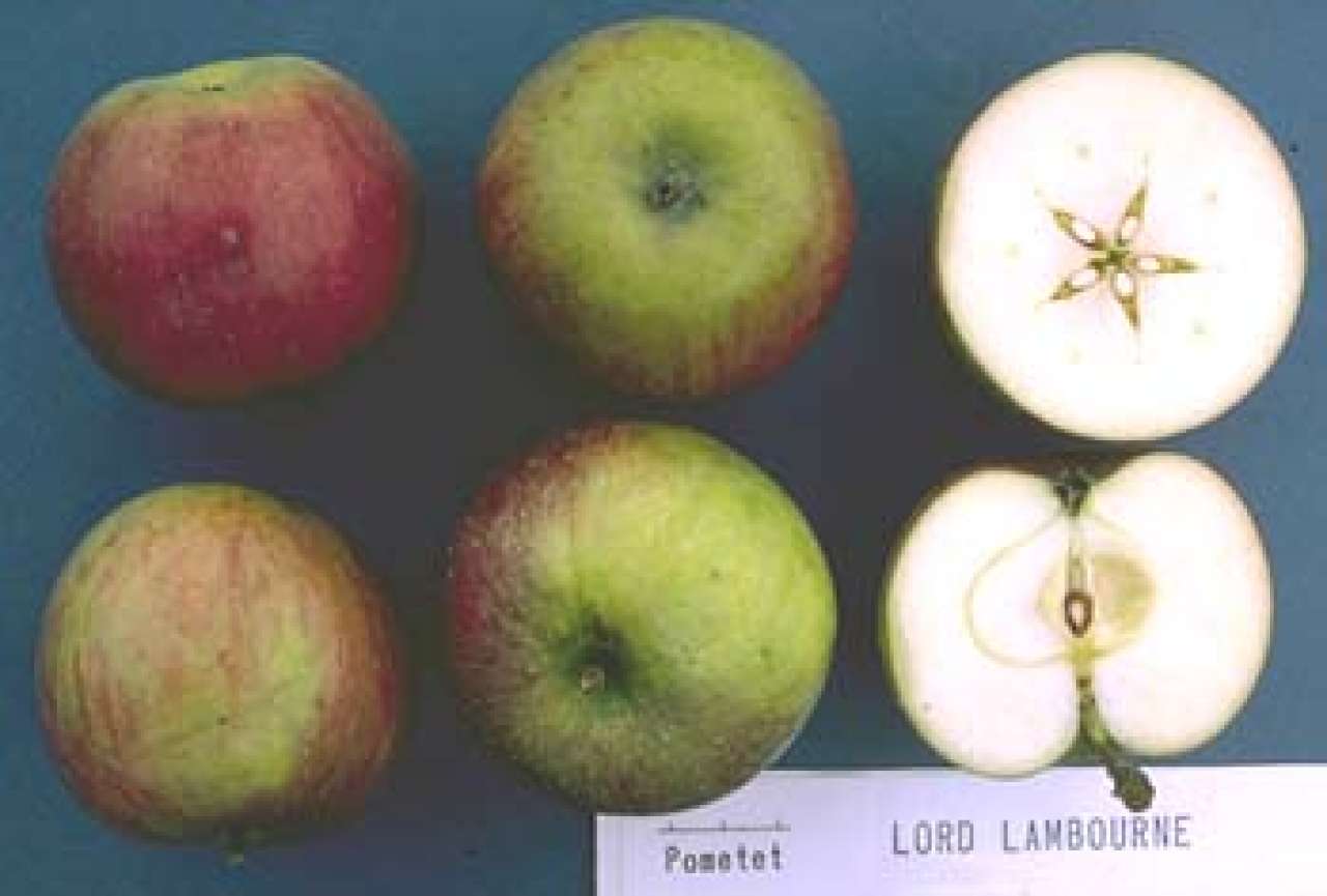 Lord-Lambourne_Knut-Sakshaug