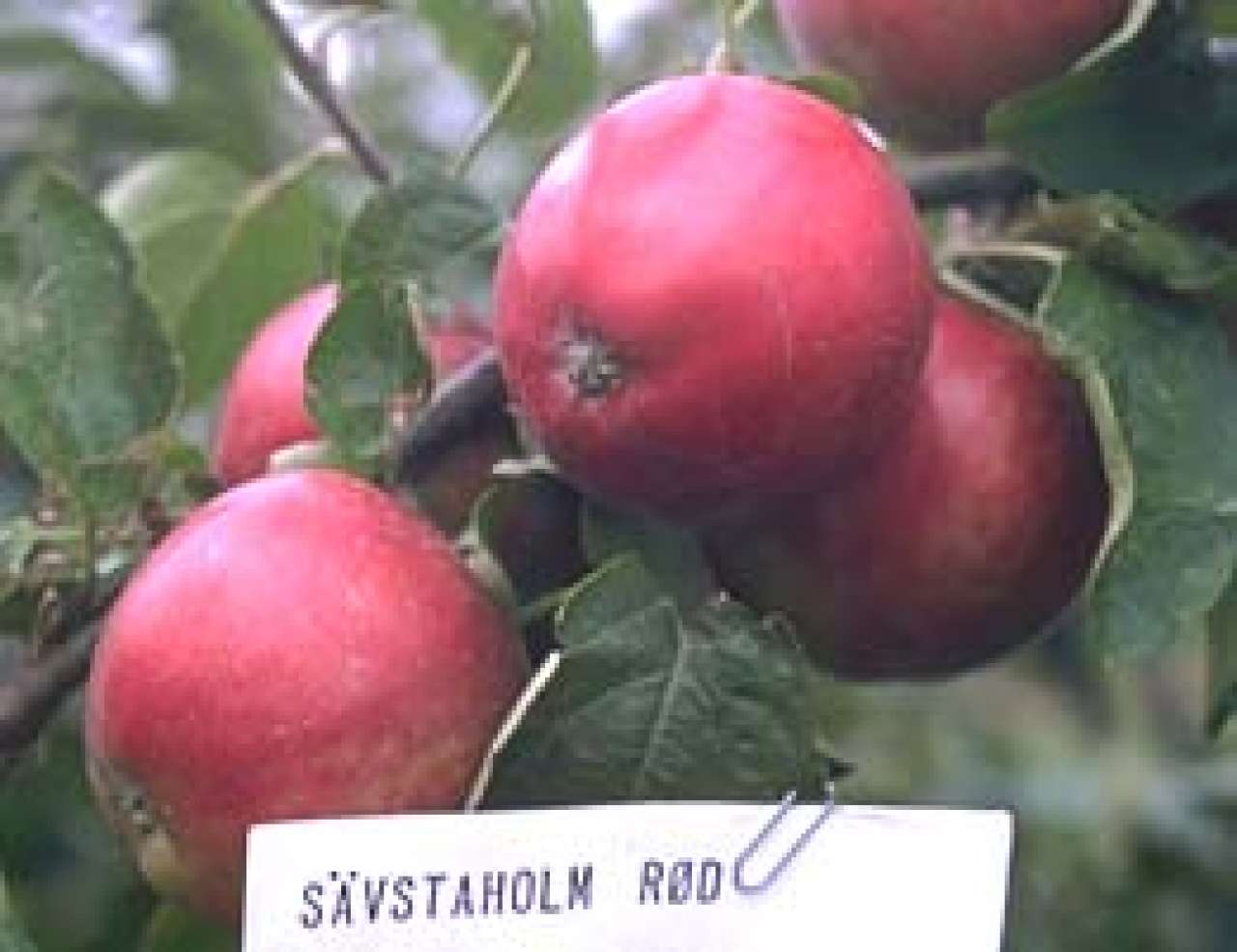 Sävstaholm-Raud_P.-J.-Bergius