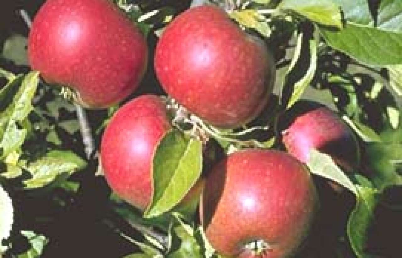 Svensk-Rosenhäger_Knut-Sakshaug