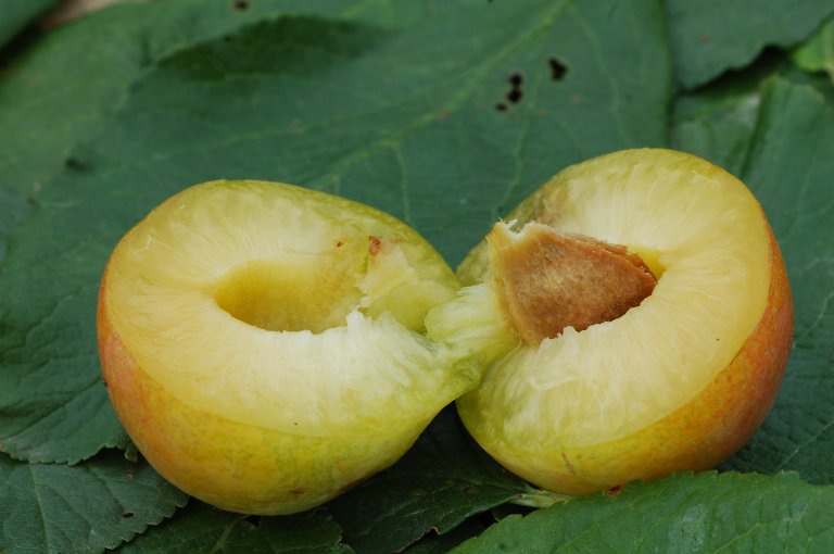 Plom Sort Washington 13.09.2015 G 95.jpg
