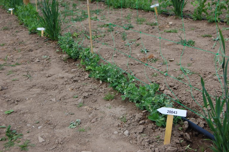 NGB 20043 hel planta I DK.JPG