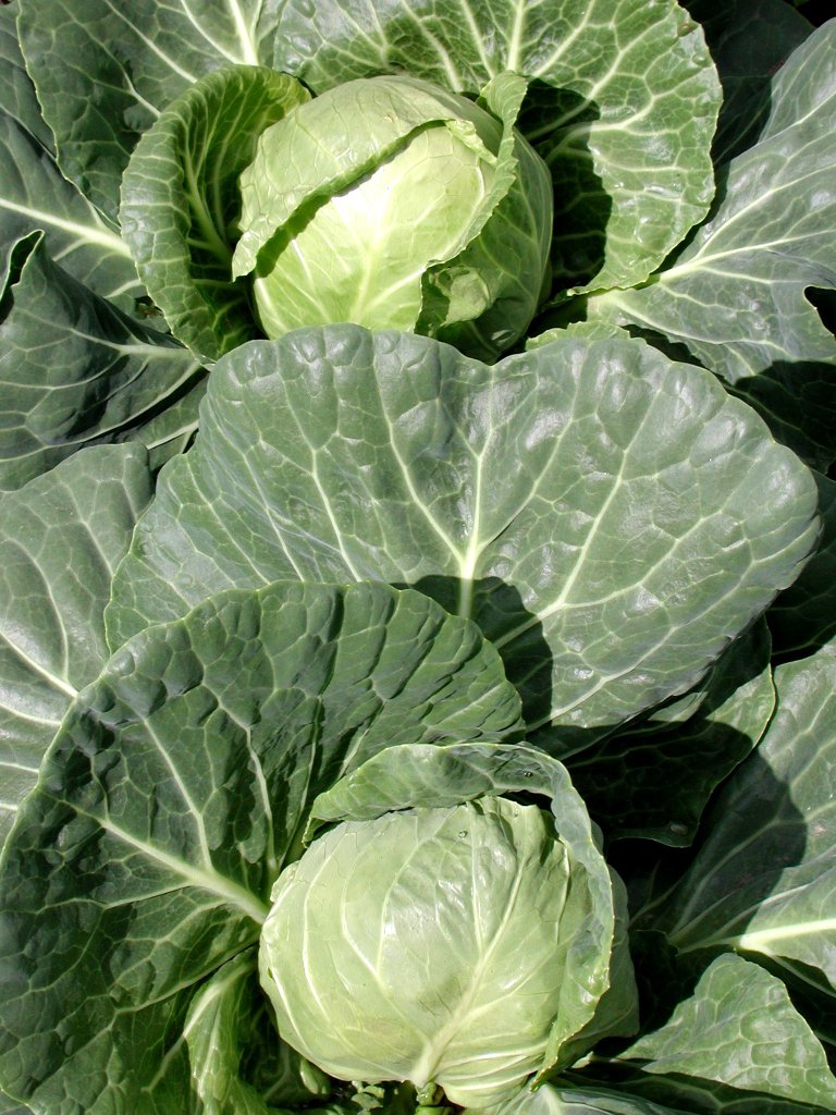 KålTidlig3.jpg