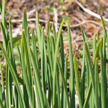 2 _Allium_LongicuspisSB