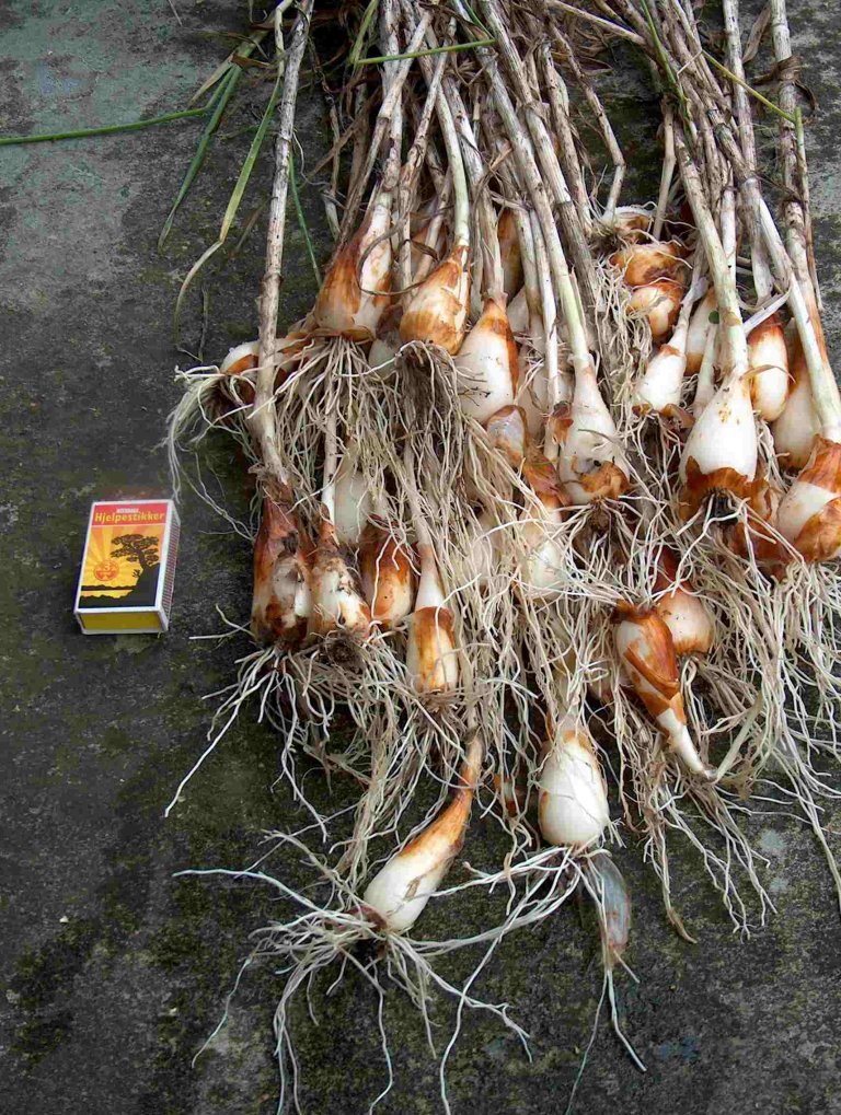 Tvistebladloek_allium_obliquum.jpg