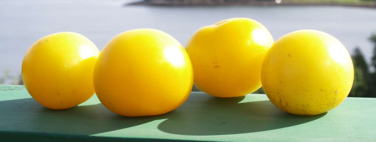 Tante_Ci_tomatLiggende