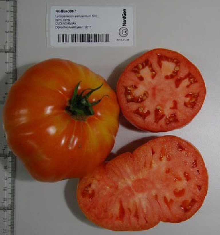 Old Norway fra US Seed Savers_PawelChrominski.jpg
