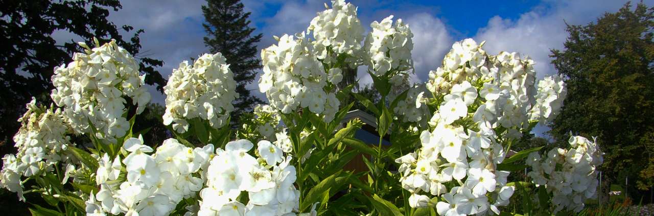 Hvit floks i Ringve botaniske hage.