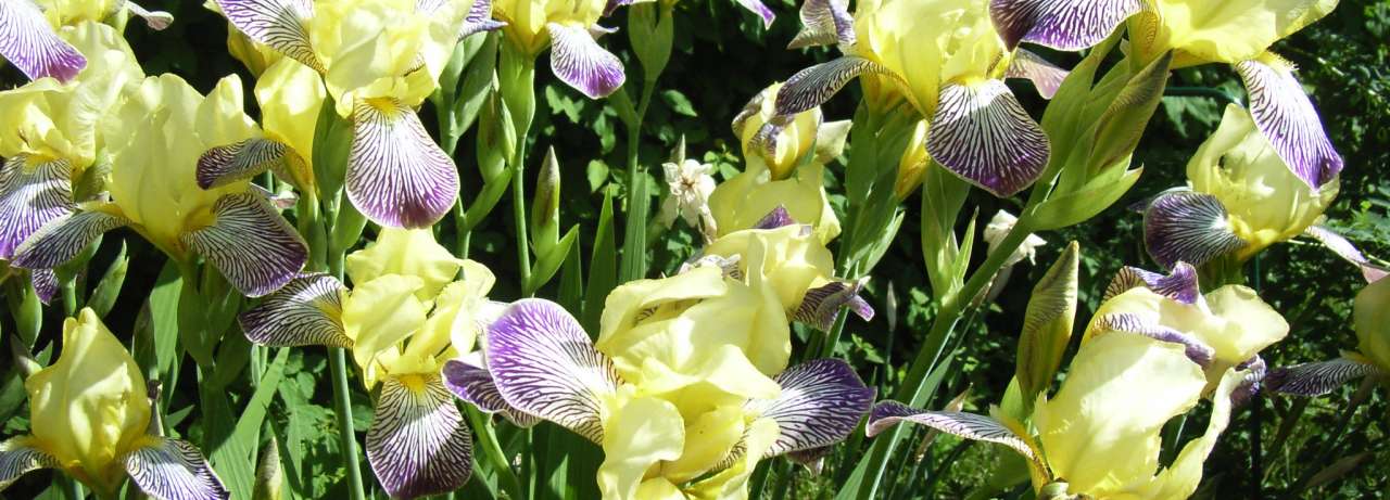 Iris sambuchina