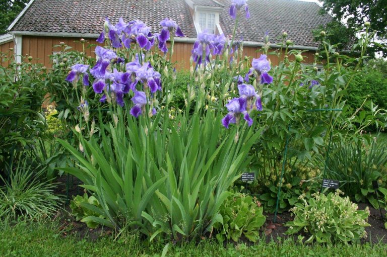 IrisxgermanicaGH2001 10_plante.jpg